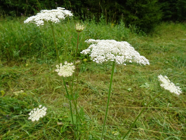 Metsporgand