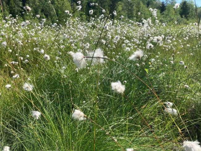kasvukoht