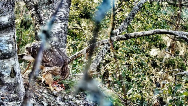 Eile õhtuse toidukorra järel, kui suuremad olid söönus ja ära lennanud jäi pesale ainult noorim kullipoeg