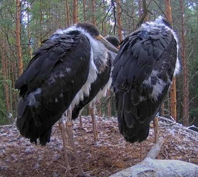 Karula Rahvuspargis said kaks kurepoega raadiosaatjad