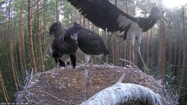 Boonuse hommikused tiivaharjutused. Eile oli noorlind rahutu suure pimedani välja