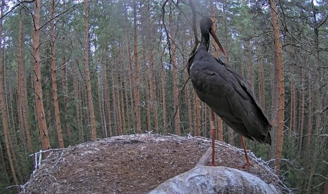Isaslind Karl saabus tühjale pesale kell kaks päeval. Kurepojd läksid hulkuma viimane veidi enne keskpäeva.