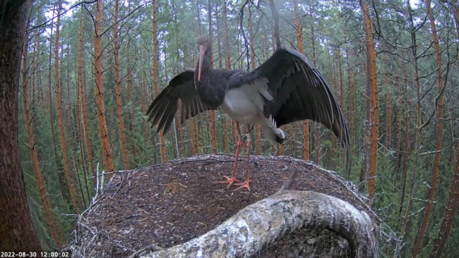 Enne keskpäeva oli Karl jälle pesal