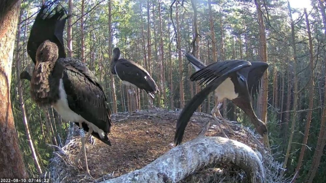 Kõik kurepojad said täna hommikul oma lennutiirud tehtud