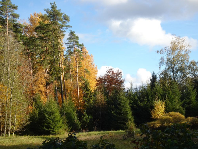 Värviline metsaserv