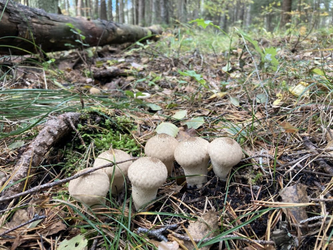 Harilikud murumunad ehk rahva keeli ämmatossud