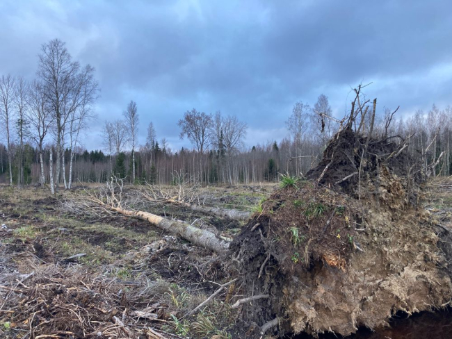 Lageraie ala säilikpuudega
