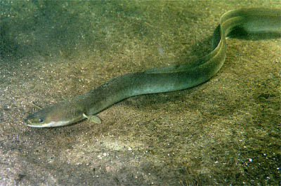 Euroopa angerjas