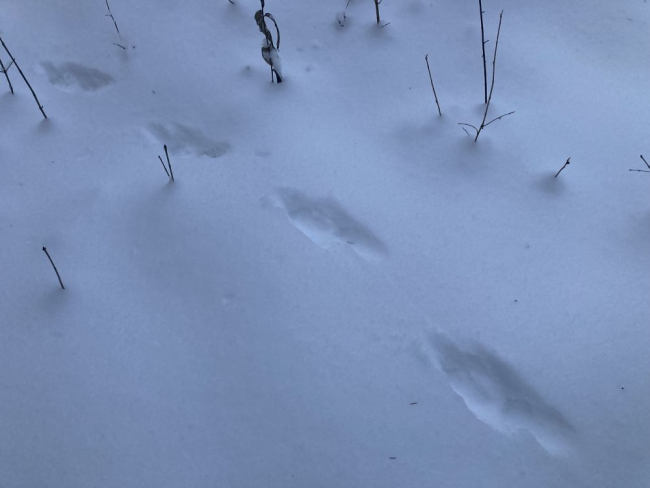 Paarisjälje rida