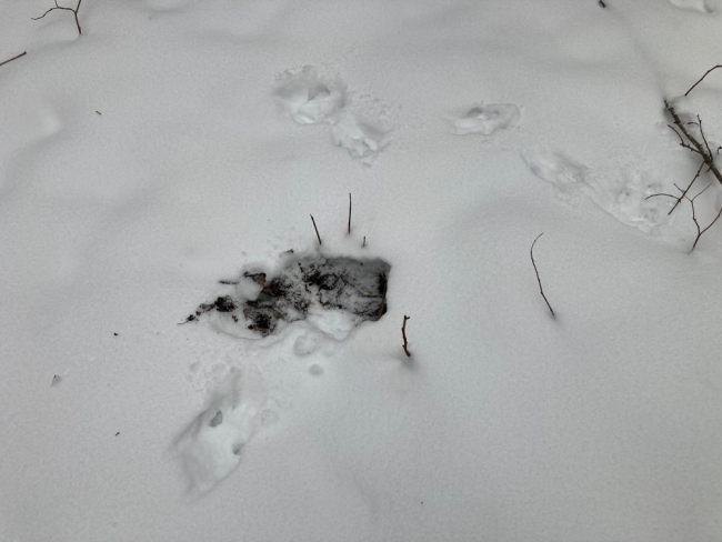 Orav on sarapuude all tuhninud. Pühapäevane ülesvõte