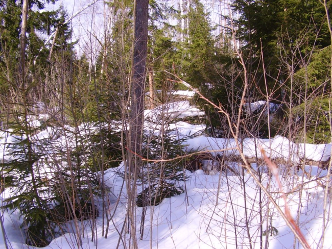 Karu talvepesa ei ole looduses lihtne märgata. Suur loom ei käi pesast väljas ja seega puuduvad ka ümbruses jäljed