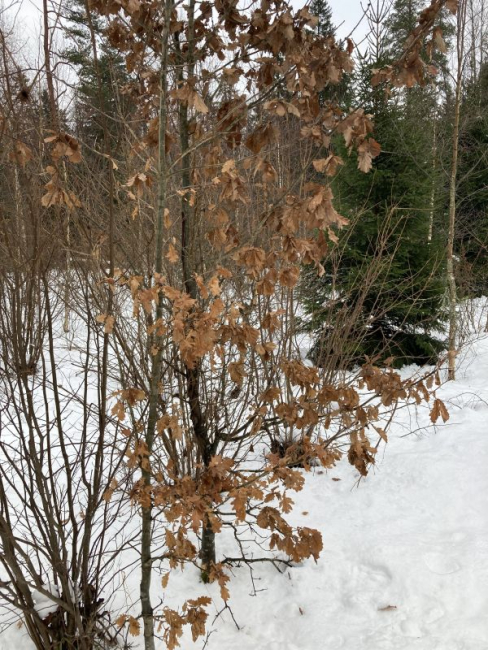 Väike tamm