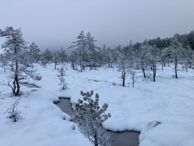 Härmatis ehk härm