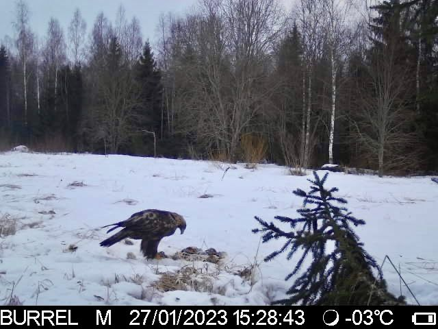 Kaljukotkas raipel