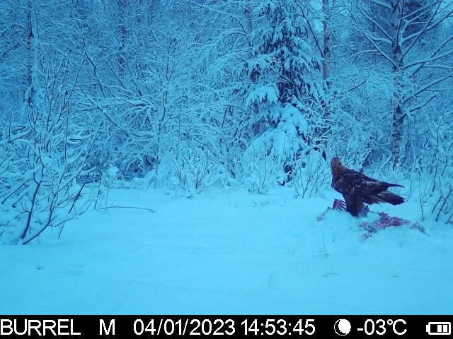 Kaljukotkas toitub raipel