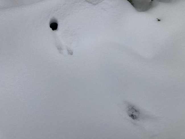Kas nirgi jäljerida viib hiireurgu