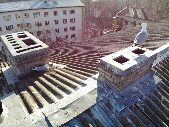 Kajakapesa katusel