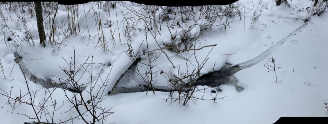 Isegi sellises kitsas ojas käib saarmas toitumas, kui seal peaks leiduma põhjamudas talvituvaid konni või limuseid ehk elutsema kalu