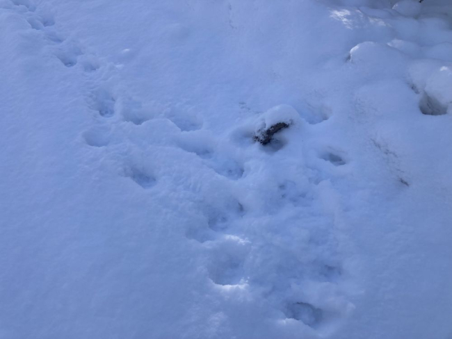 Nuusutama peab kõike, mis lumest paistab