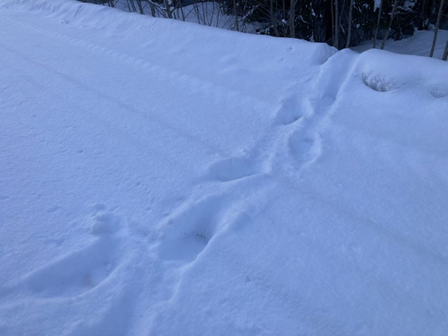 Karu on Alutagusel sammunud üle metsatee