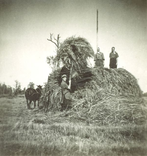Foto pärineb 1950-ndatest aastatest. Heinategu Pääsma luhal, kuhja otsas paremal seisab Ell Roostalu.