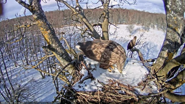 Täna tuli hakata varem toodud pesamaterjali lumest uuesti välja katkuma