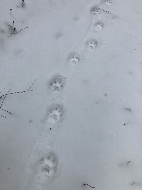 Täiskasvanud ilvese jäljerida