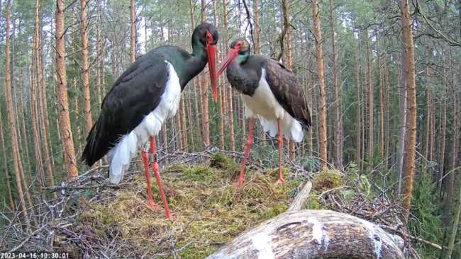 Ka täna oli Karl võõra emaslinnuga pesal alates kella poole kahest