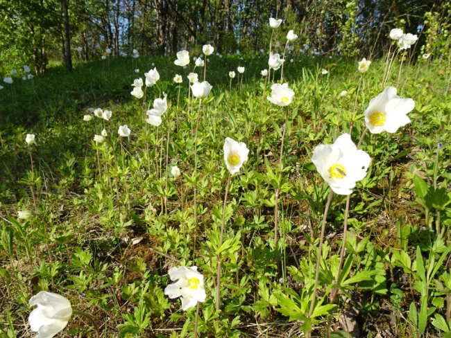 Metsülased (anemoonid)