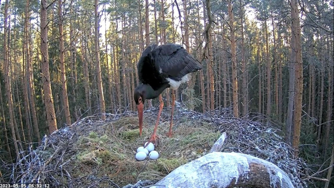 Neli muna pesas on tõsiasi