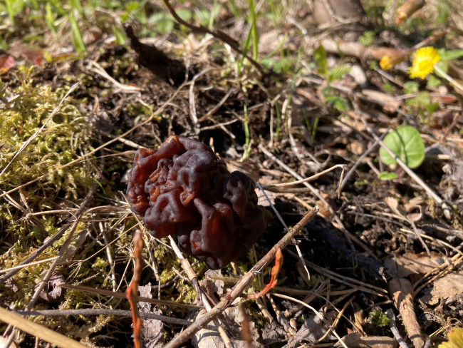 Üleeile pildistatud kevadkogrits