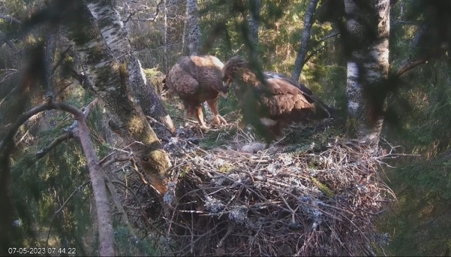 Vanalindude paar pesal. Emaslind Tiiu vasakul