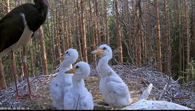 Kurepojad uudistavad kas emalind Kaia lendab pesast mööda