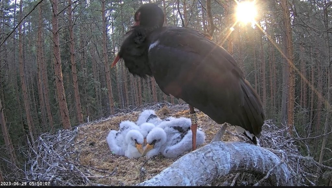 Varahommik Karula kurepesas