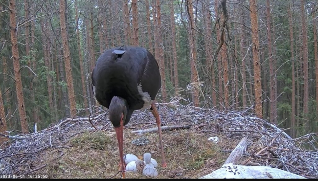 Kurepoeg koorub emalind Kaia tähelepaneliku pilgu alla. Öösel koorunu ei oska veel tähtsündmust hinnata