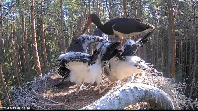 Isaslind Karl tõi kurepoegadele hommikusöögi