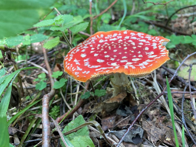 Punane kärbseseen