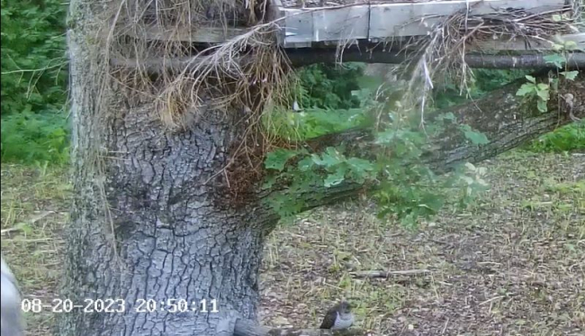 Kassikakkude pesaaluse all jäi pildile kägu
