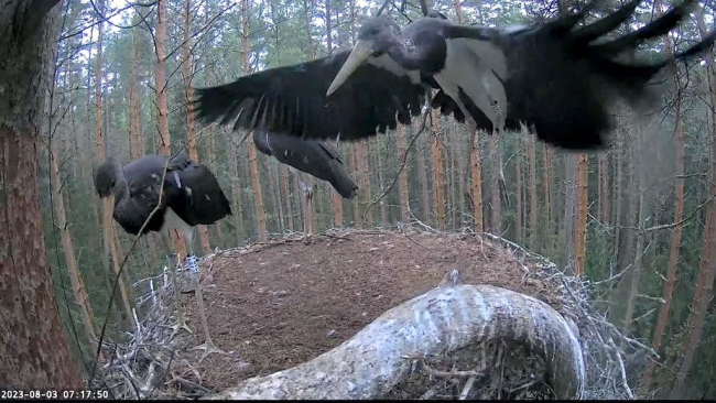 Vanemad sünnipäevalised harjutavad