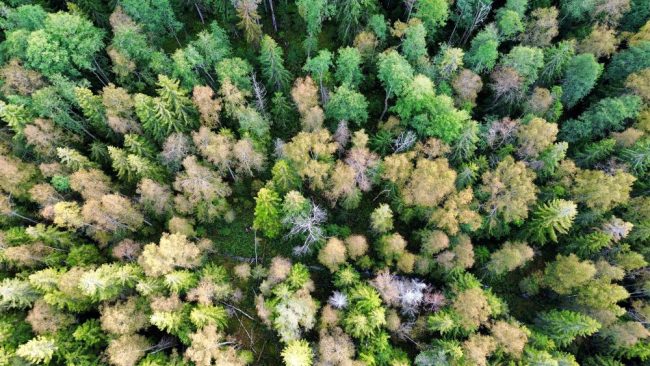 Mets hakkab värvi muutma (pildistatud 22. septembril)