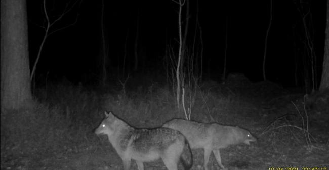 Vabaõhumuuseumis jäid möödunud aasta septembris rajakaamera ette šaakalid