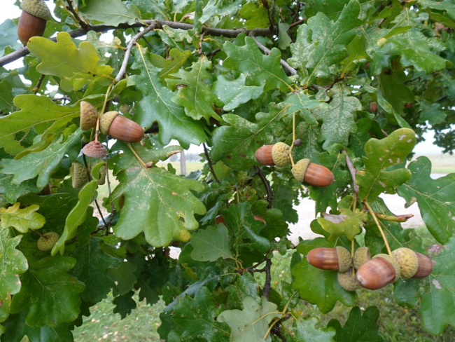 Tammetõrud varisesid