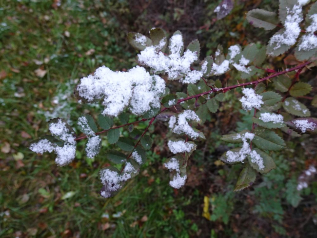 Lumi näärelehise kibuvitsa lehtedel