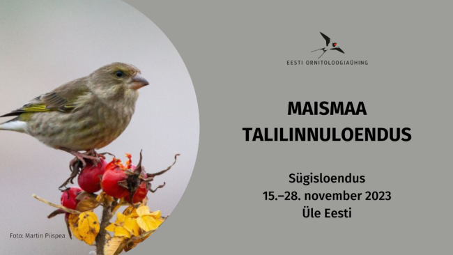 talilinnuloendus