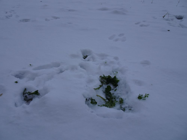 Jänesed on käinud talirapsi söömas