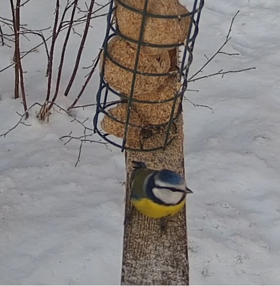 Sinitihane vaatluspäeval