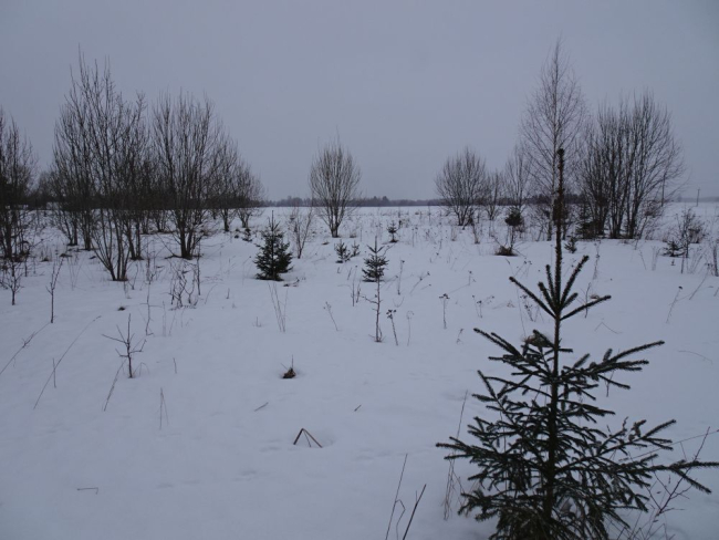 Lumel oli rohkesti halljänese jälgi