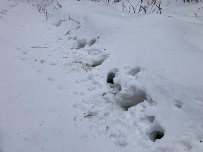 Rebase jäljerida sulalumega
