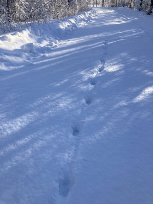 Hundi jäljerida lahti lükatud teel