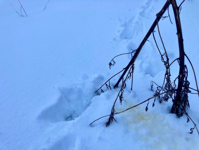 Isaslooma maaala tähistavad märgised